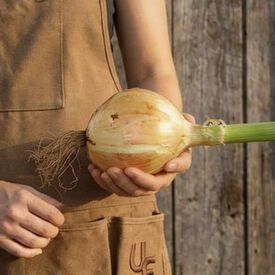 Ailsa Craig Exhibition, Onion Seeds